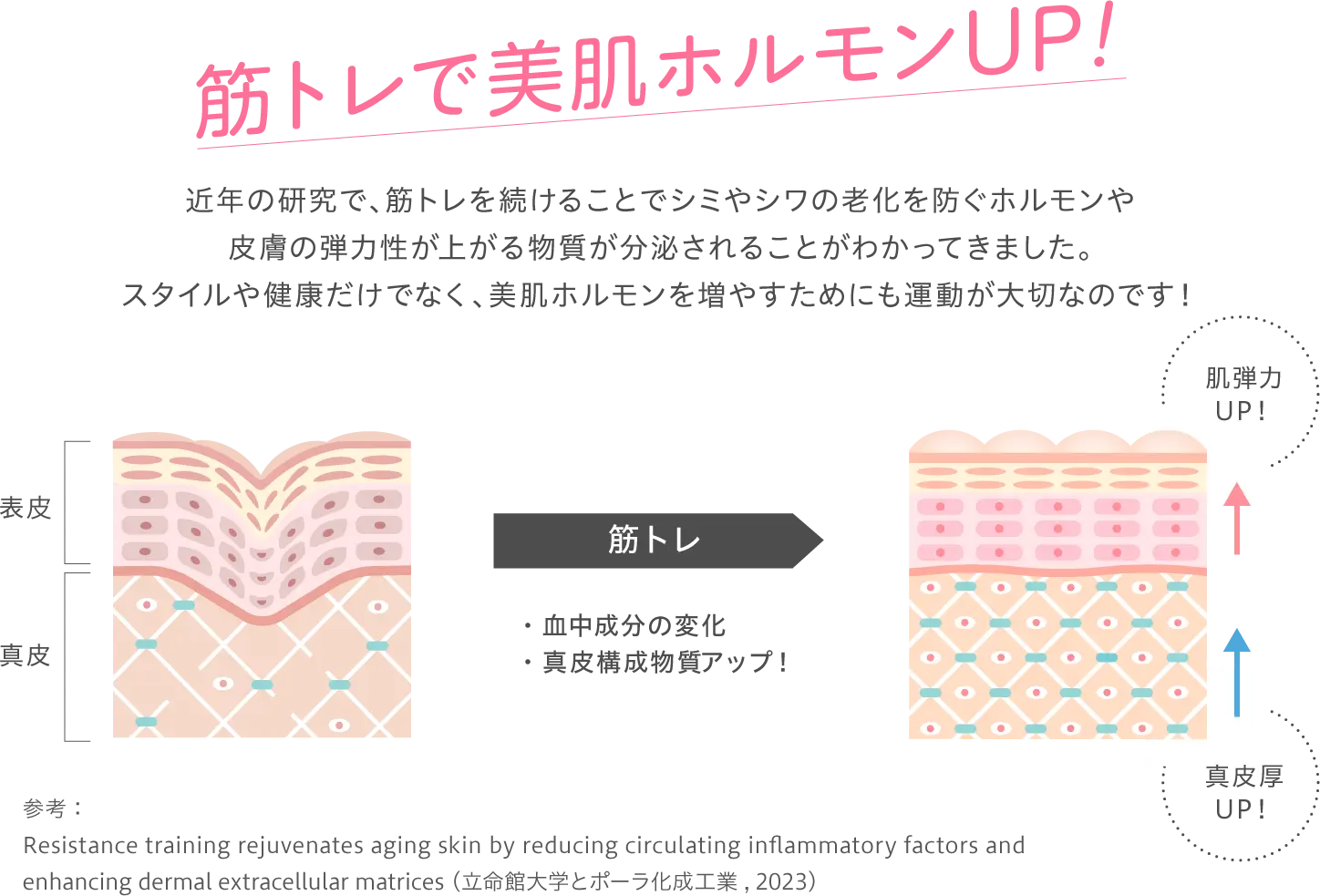 筋トレで美肌ホルモンUP! 近年の研究で、筋トレを続けることでシミやシワの老化を防ぐホルモンや皮膚の弾力性が上がる物質が分泌されることがわかってきました。スタイルや健康だけでなく、美肌ホルモンを増やすためにも運動が大切なのです！